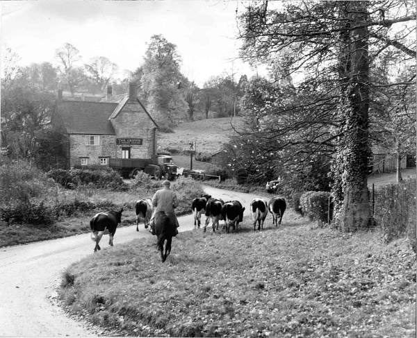 Herdsman near Griffin public house